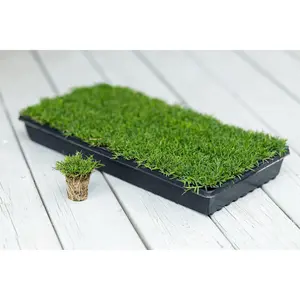 Rio Hybrid Bermuda Plugs