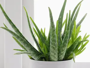 Aloe vera Houseplant Medicinal Aloe in 2" pot