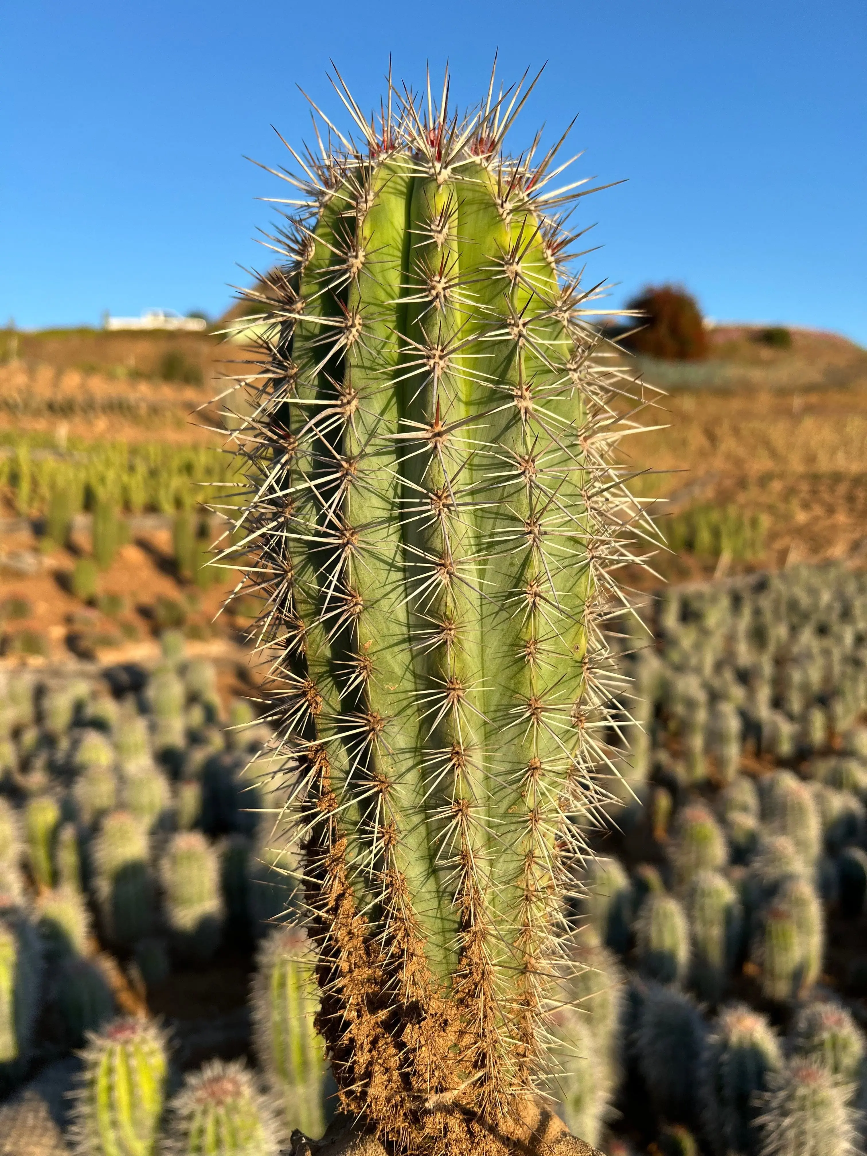 Mexican Giant Cardon (Elephant Cactus) - Pachycereus Pringlei - TikTok Shop