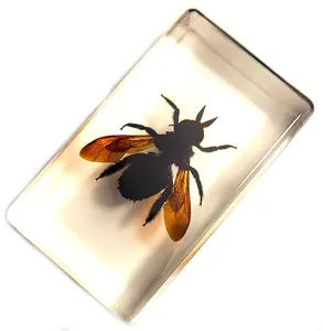 2.3" Real Carpenter Bamboo Bee in Crystal Clear Lucite Resin Specimen Preserved Insect Taxidermy Crafts Collection