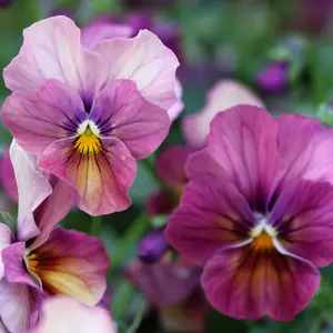 Viola antique plum shades seeds