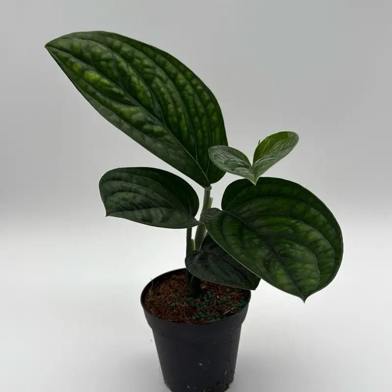 peru monstera plant care tips - TikTok Shop