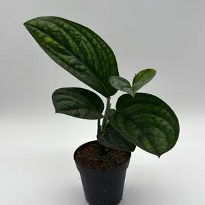 Monstera Peru 4” Pot Rare House Plant - Live Tropical Indoor Home Decoration, Easy Care, Houseplant for Bright Indirect Light