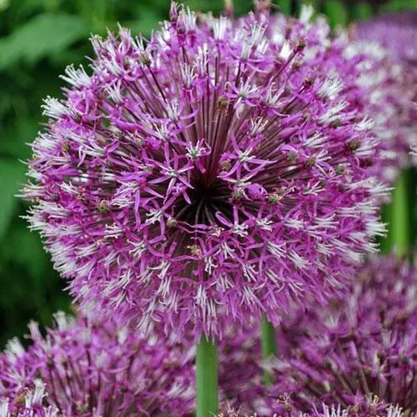 Allium jesdianum | Ornamental Onion or Allium | 'Michael Hoog' | 10 Seeds