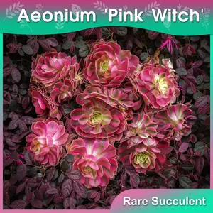 【10-12 Inch】Aeonium 'Pink Witch'-Pink Enchantress,Large Rare Succulent,Low Maintenance,Exceptional Colors&Textures,Must-have for plant lovers.