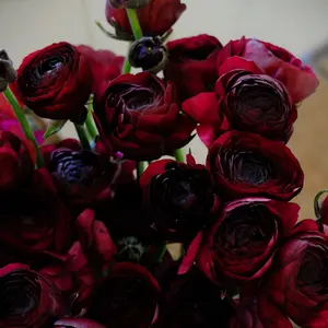 10 Large Ranunculus Corms / Amandine Black Flower for Garden