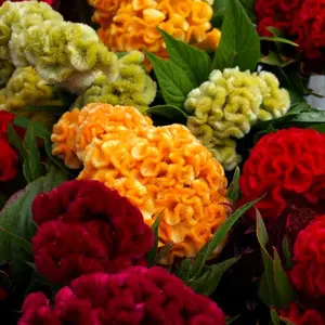 600+ pcs Mix Cockscomb Seeds for Planting  Flowers Garden Outdoor