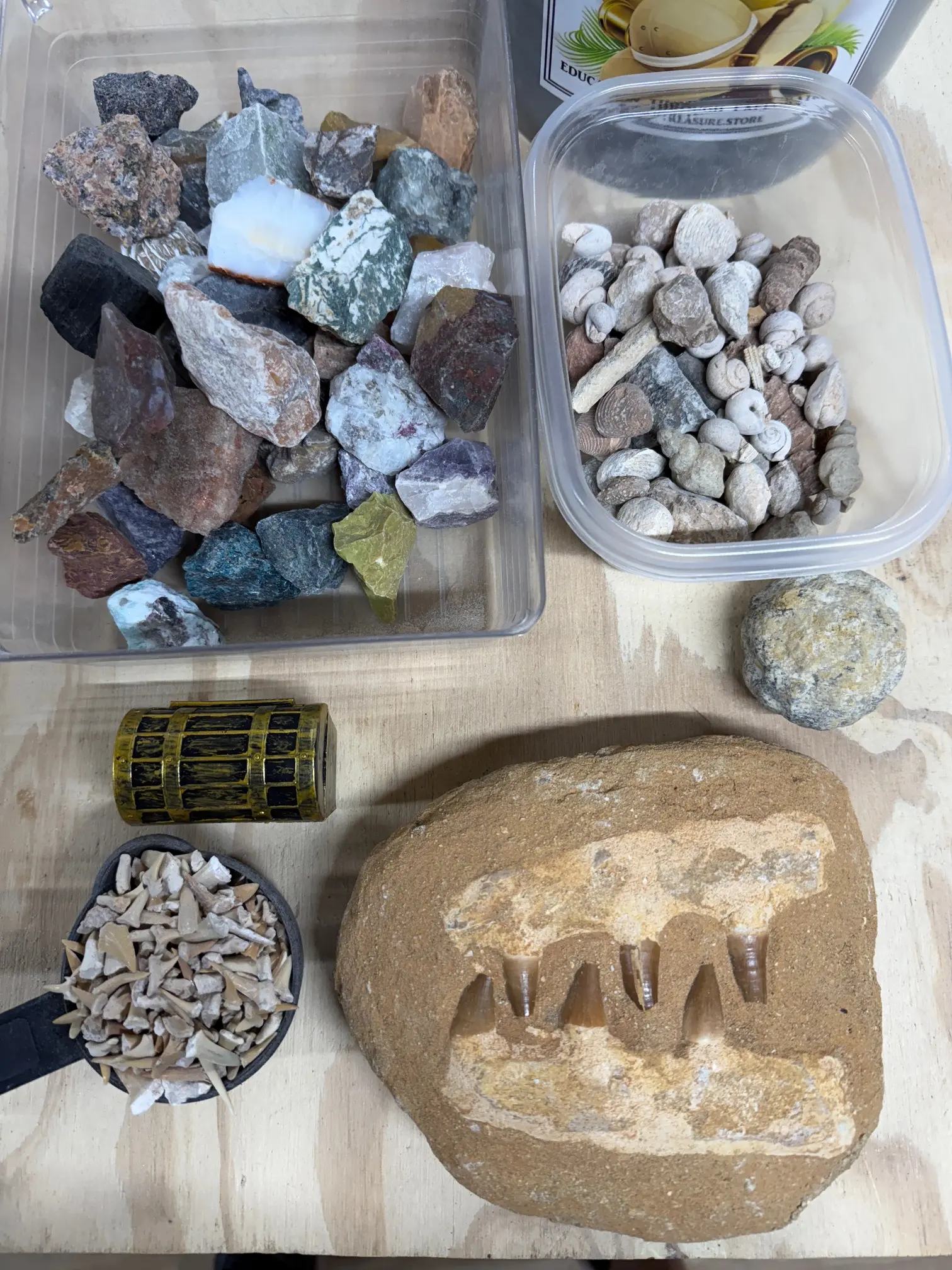 THE MOSASAUR ONE GALLON NATURAL CRYSTAL AND FOSSIL MINING BUCKET