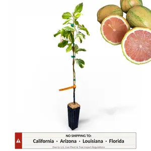 Pink Variegated Eureka Lemon Tree | No Ship CA AZ LA FL | US Citrus Nursery | Striped Rind Pink Flesh, Natural Live Citrus Plant, Ornamental Indoor Outdoor Container Tree