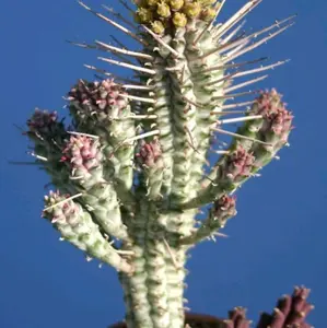 Rare Spectacular Indian Corn Cob Succulent Rooted & Established