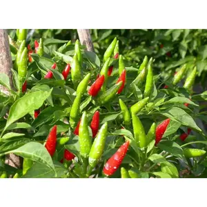 Vietnamese Pepper Seeds - Peppers for Tear Jerker - Ideal for Cooking and Seasoning