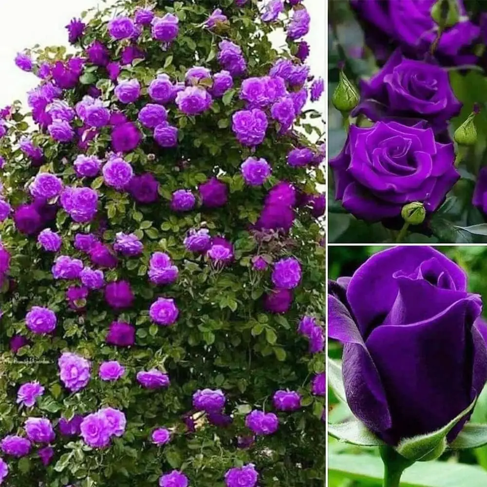 200PCS Purple Rose Seeds – Perennial Colorful Climbing Vines for Garden & Bonsai – Easy-to-Grow Outdoor Rose Plants for Stunning Vines, Arches, and Tr