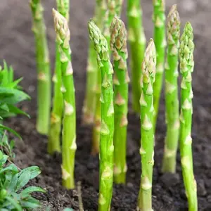 50 Asparagus Seeds - Heirloom Vegetable, Hardy Perennial Spears for Garden Beds & Containers - Reliable Spring Harvest, Versatile Growing Options, Easy Maintenance