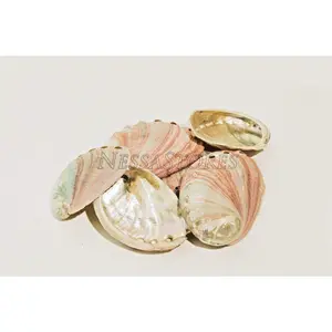 Red Abalone Sea Shell One Side Polished Beach Craft 2" - 3" (6 pcs)#JC-20