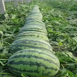 50+ Premium Heirloom Watermelon Seeds - Authentic Melon King for Delicious, Sweet, Thin-skinned Fruit - Ideal for Home Gardeners and Green Thumbs
