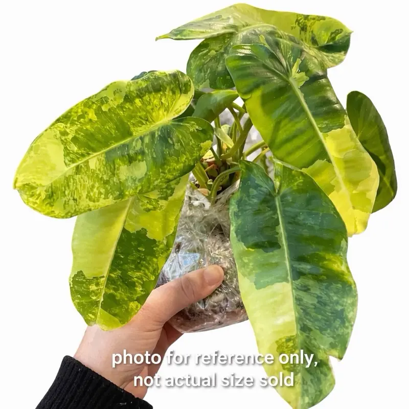 buy pothos Pothos 'Green Queen' main image 1