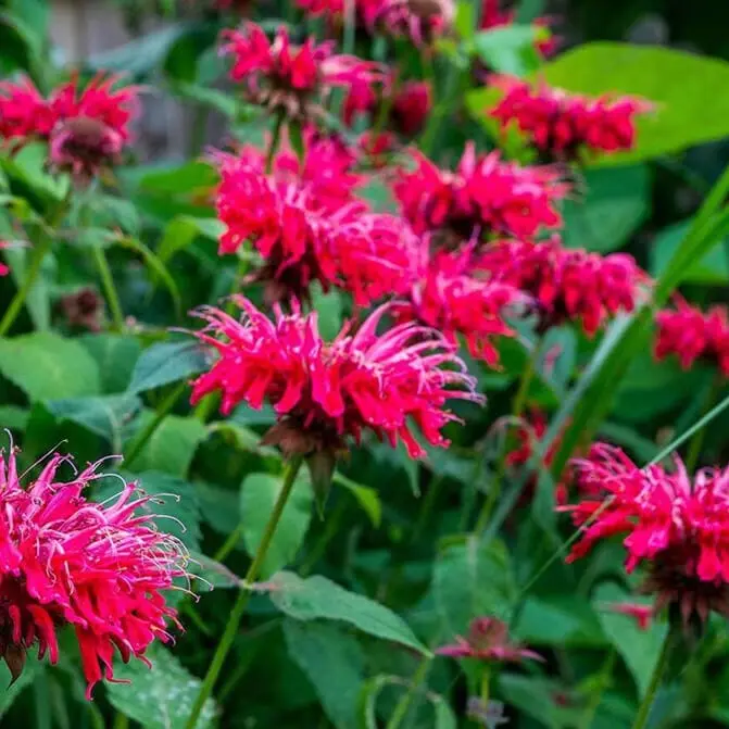 Bee Balm Pollinator Seeds