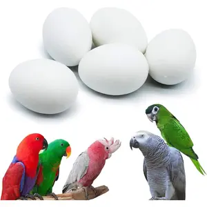 5 Pcs Solid Parrot Plastic Eggs Hatching Eggs Mini Macaw Amazon Cockatoo African Grey Eclectus. Trick The Birds to Stop Laying Eggs, Fake Eggs（37mm*27mm）