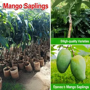 Grafted mango seedlings - the result of the year, cold and drought tolerant