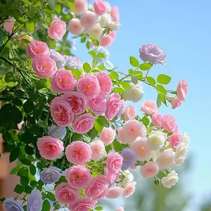 Rainbow Climbing Roses 200Pcs – High Germination Rate,Beginner Friendly, Stunning Summer Blooms, Fast Growing, High Sprout Rate, Garden & Balcony Must-Have, Grow Your Own Rose