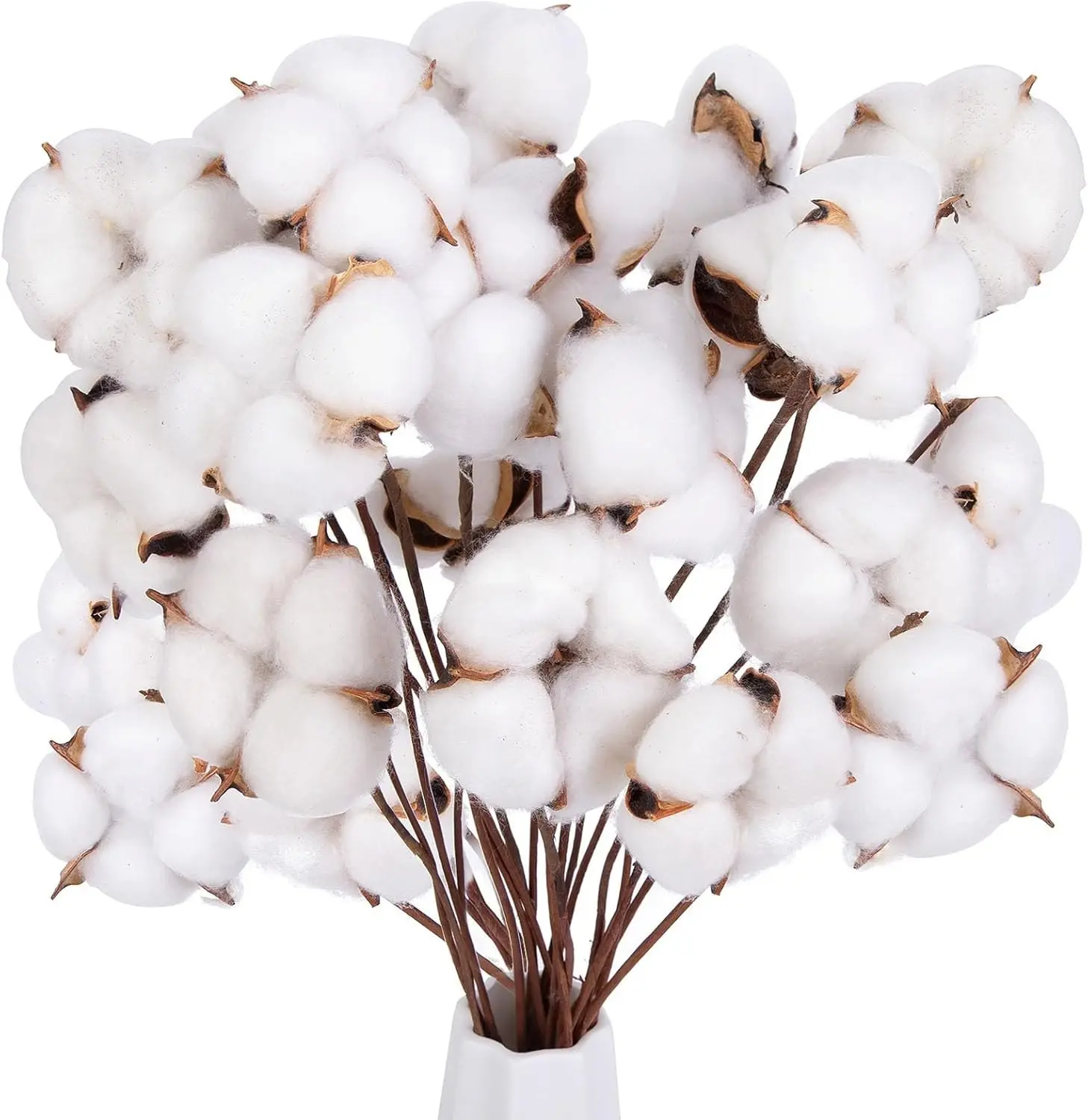 30PCS Natural Dried Cotton Stems 16" Tall, Rustic Cotton Sprigs for Vase Fillers, Floral Arrangements and Farmhouse Fall Decorations and DIY Crafts