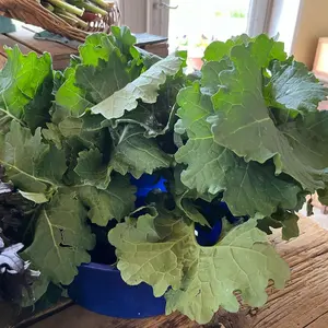 Organic Premier Kale Seeds (Brassica oleracea var. acephala 'Premier') – Tender Leaves, Early Harvest – Minimum: 60+ Seeds