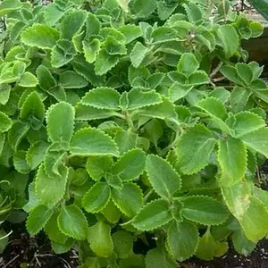 Cuban Oregano Fresh Herb, Edible Culinary Herb for Cooking & Herbal Teas
