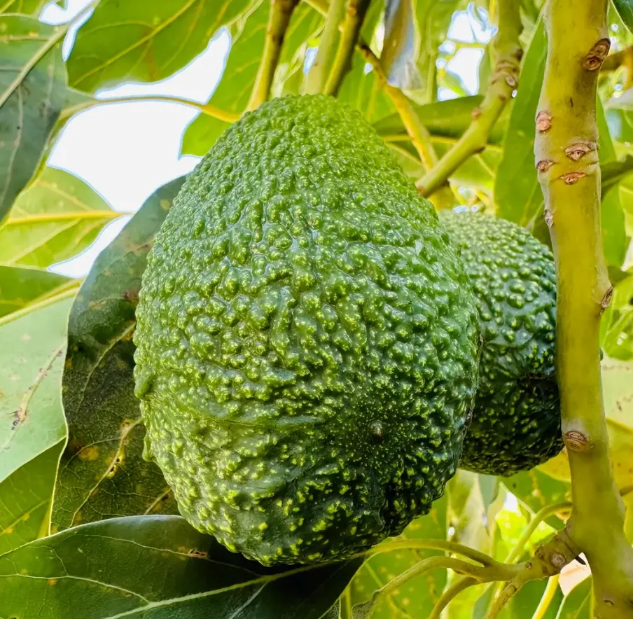 Hass Avocado Plant in Pot Fruit Seeding