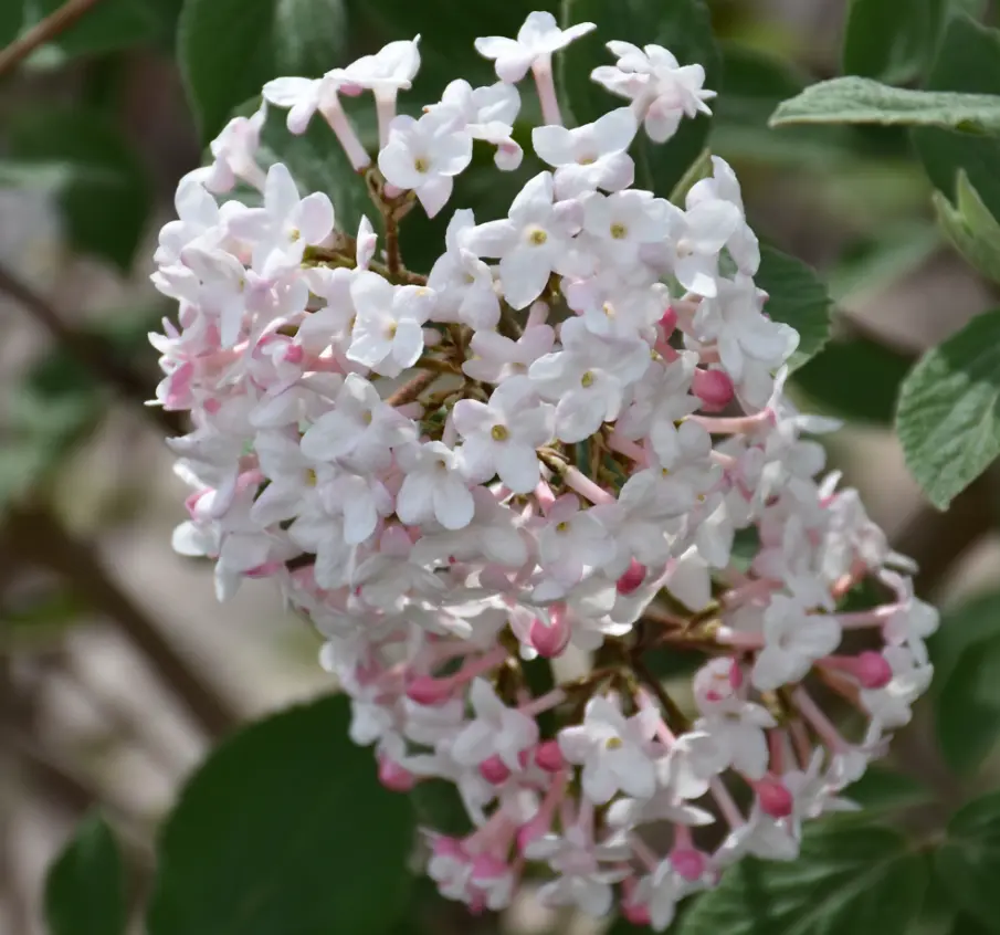 Juddi Viburnum Plant Live for Planting, Fragrant Flower Live Plants, Perennial Viburnum Plant for Outdoor Garden 6 to 12 Inch Tall in 2.5 Inch Pot