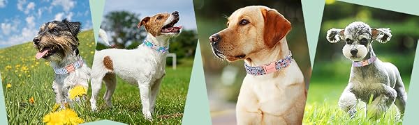 Green Pumpkin Print Flower Paws Dog Collar - Cotton Fabric, Chew Resistant, Adjustable Fit, Durable Metal Buckle, Multi-Size Halloween Collar for Small, Medium & Large Dogs, Skin-Friendly