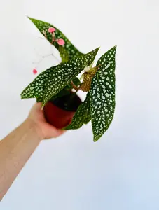 Begonia Maculata - Pink Flowers - 4" Pot