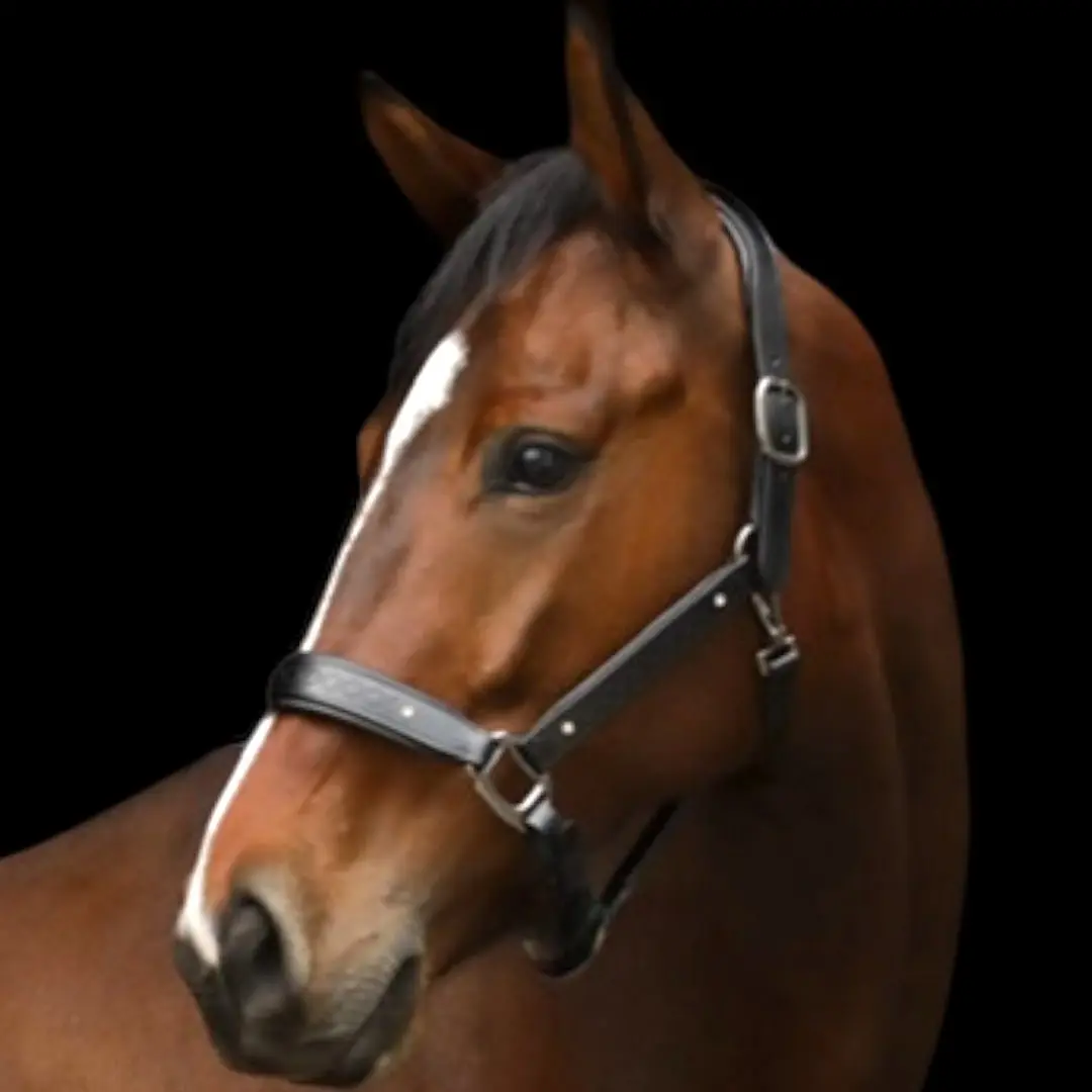 Royal Equestrian Pro Diamond Jog Leather Halter