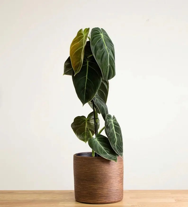 philodendron gloriosum white veins Explore Our Philodendron Gloriosum main image 0