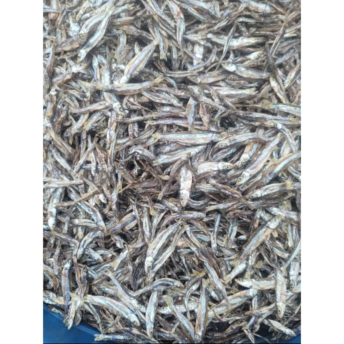 Dagaa Kavu Dagaa Kavu