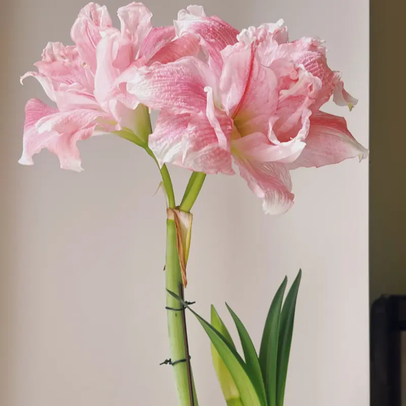 Double Pink Amaryllis Bulbs, Hippeastrum Flower Bulbs, Large Blooming Size Bulbs, Easy To Grow Indoor Outdoor Ornamental Flower