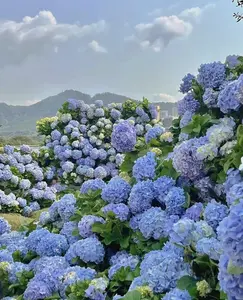 50 multicolor hydrangeas seeds, love at first sight flower seeds