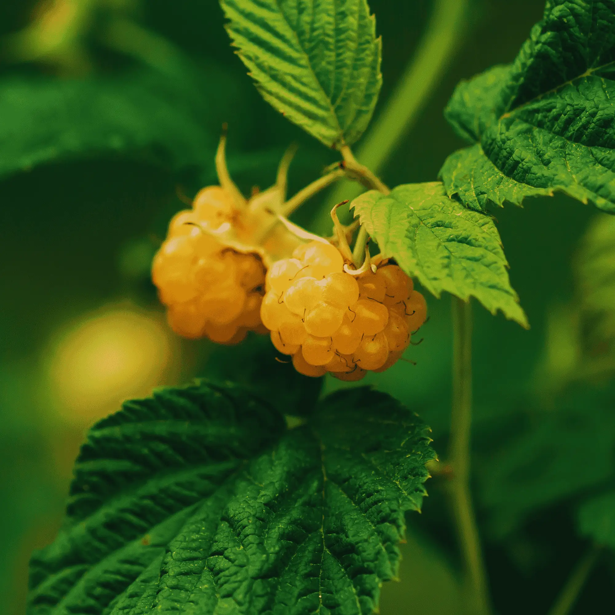 Double Gold Raspberry Plants | Non-GMO Golden Raspberry Bare Root Canes | Hand Picked Nursery