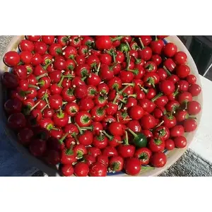 Cherry Bomb , HOT PEPPER SEEDS ( Capsicum annuum ) Medium heat