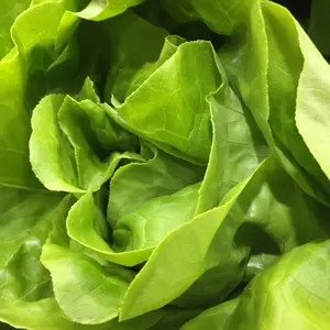 Organic Big Boston Lettuce Seeds (Lactuca sativa) – Large Heads, Tender Leaves – Minimum: 150+ Seeds
