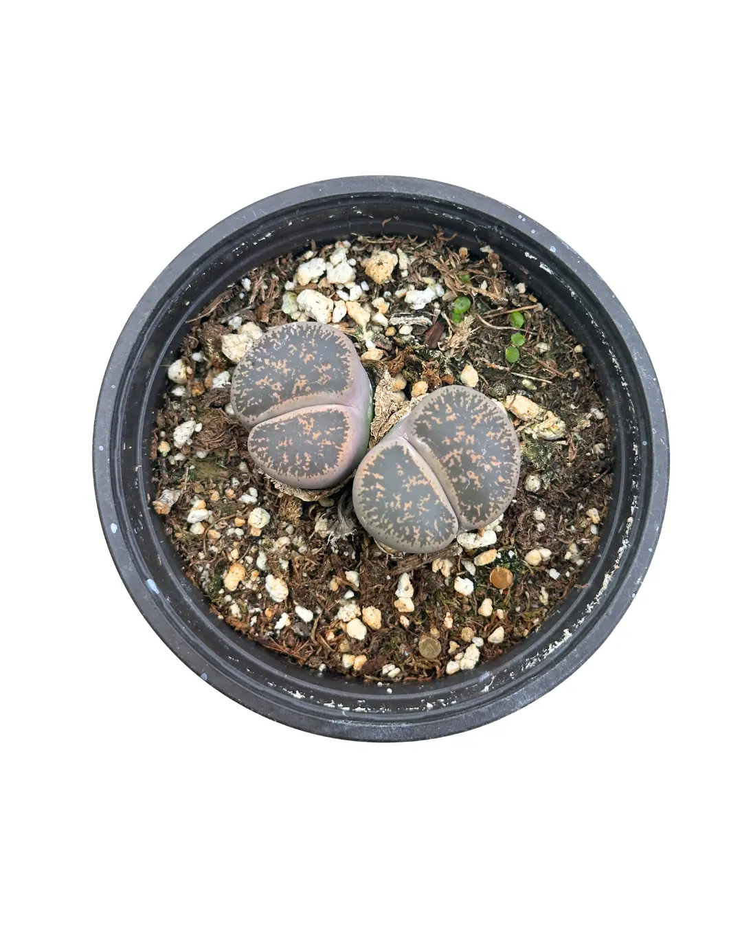 4" Lithops Pack of 2 – Living Stones Plant – Live Plants 4" Lithops Pack of 2 – Living Stones Plant – Live Plants