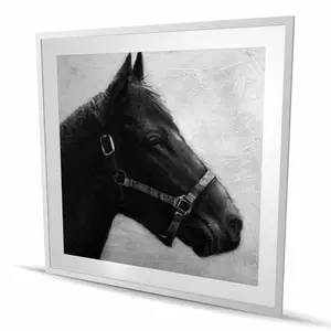 Begin Home Decor C1FM4848CKEXCO 48 x 48 in. Gallopin the Horse - Farm Animals Framed Print Wall Art - Home Decor