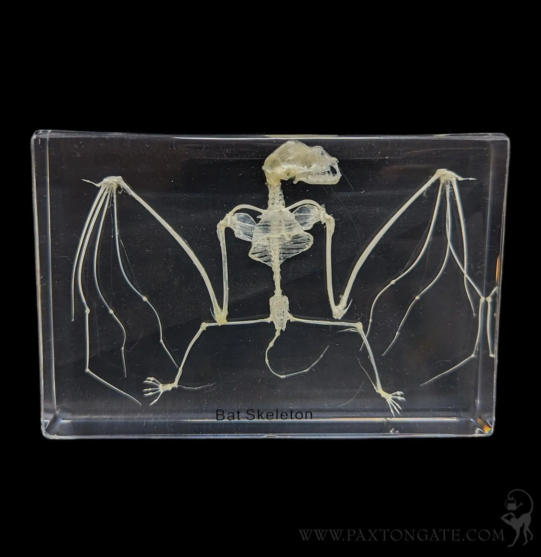 Bat Skeleton in Acrylic