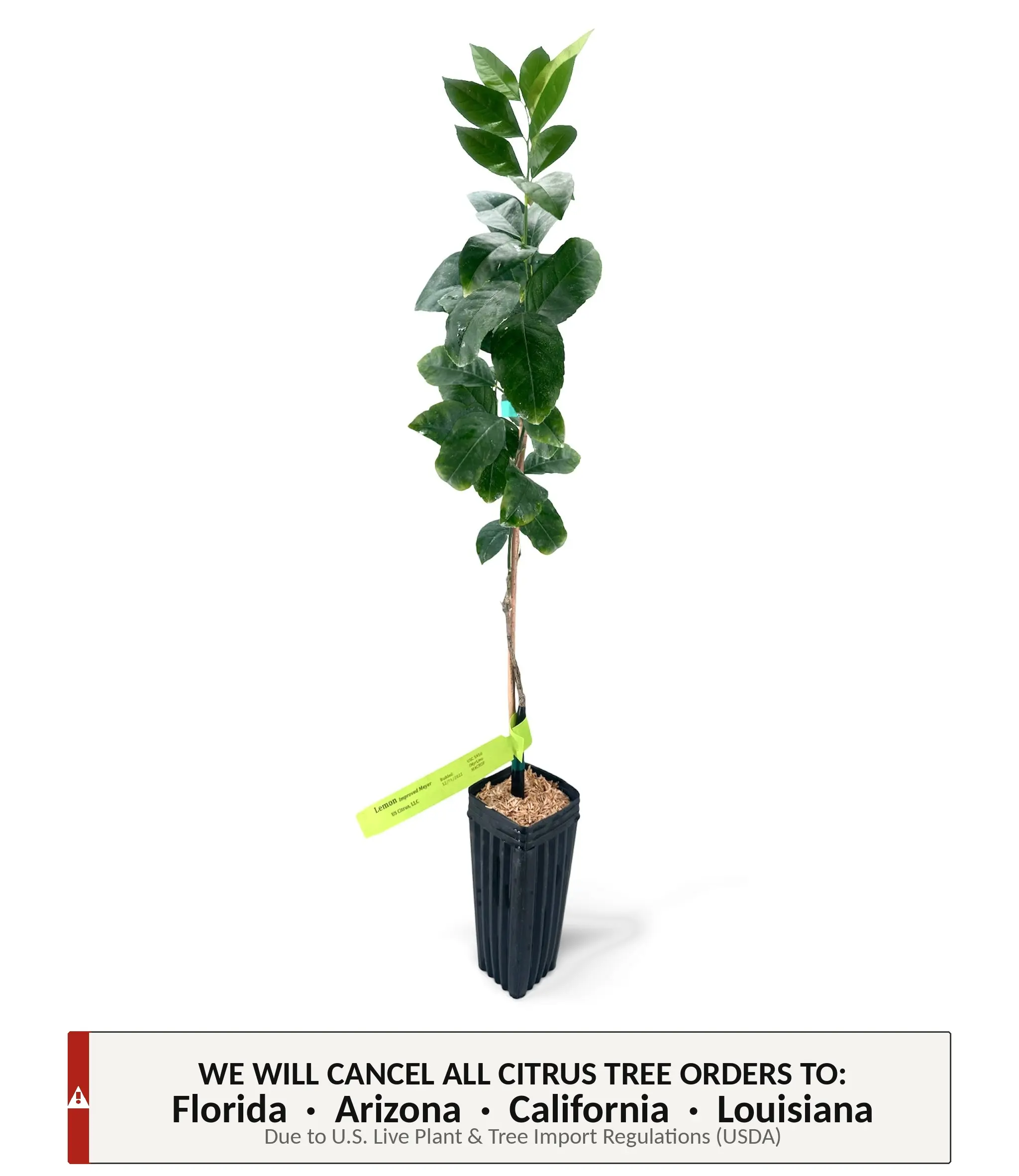 Meyer (Valley) Lemon Tree | No Ship CA AZ LA FL | US Citrus Nursery | Sweet Orange-Tinged Lemon, Natural Live Citrus Plant, Indoor Outdoor Patio Container Fruit Tree