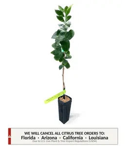 Meyer (Valley) Lemon Tree | No Ship CA AZ LA FL | US Citrus Nursery | Sweet Orange-Tinged Lemon, Natural Live Citrus Plant, Indoor Outdoor Patio Container Fruit Tree