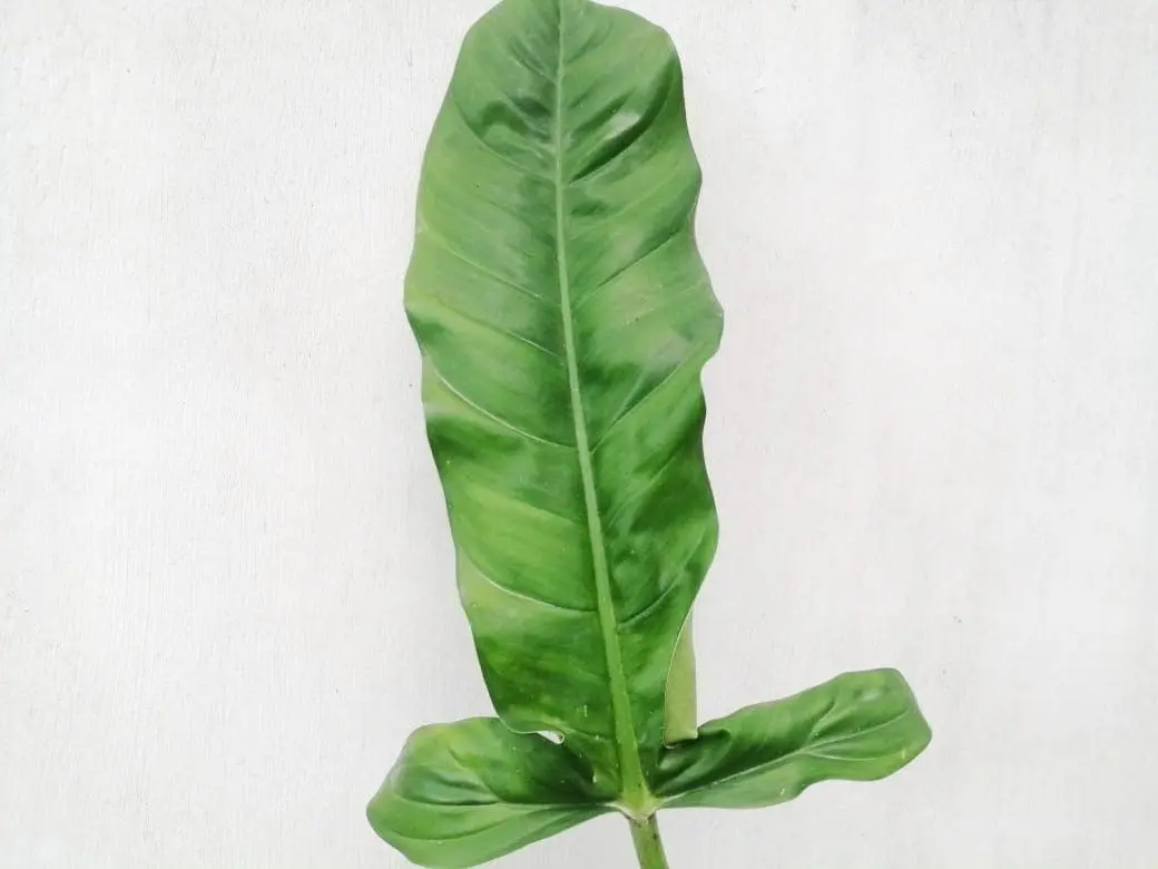 Philodendron barrosoanum giganteum - TikTok Shop