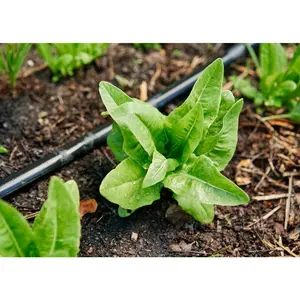 Deer Tongue - Lettuce Seeds