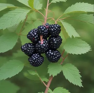 300 Blackberry Seeds for Indoor & Outdoor Planting - Year-Round Growth - Fresh Home Harvest - Summer Season - Easy Gardening Kit