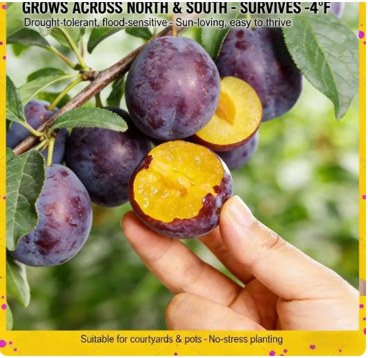 Live Exclusive Heirloom Non-GMO Grafted Plum Tree Sapling – Live Perennial Fruit Tree for Outdoor Garden & Backyard Planting