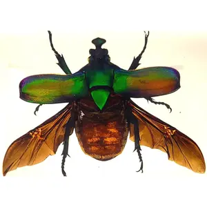 73mm Large Real Unicorn Green Chafer Beetle w/Open Wings in Crystal Clear Lucite Resin Crafts Specimen Preserved Insect Bug Taxidermy Collection Decor