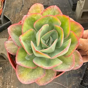 Echeveria Green Pacific 6 inch pot Plant Succulent
